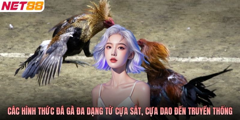 Các hình thức đá gà đa dạng từ cựa sắt, cựa dao đến truyền thống