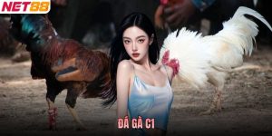 Đá Gà C1 - Đỉnh Cao Đẳng Cấp Của Những Chiến Kê Hàng Đầu