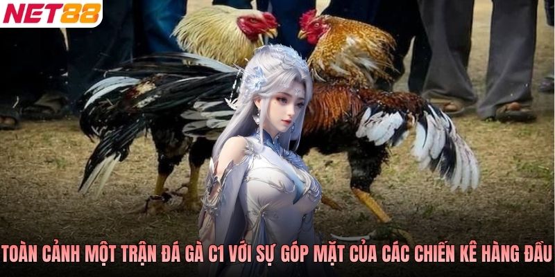 Toàn cảnh một trận đá gà C1 với sự góp mặt của các chiến kê hàng đầu